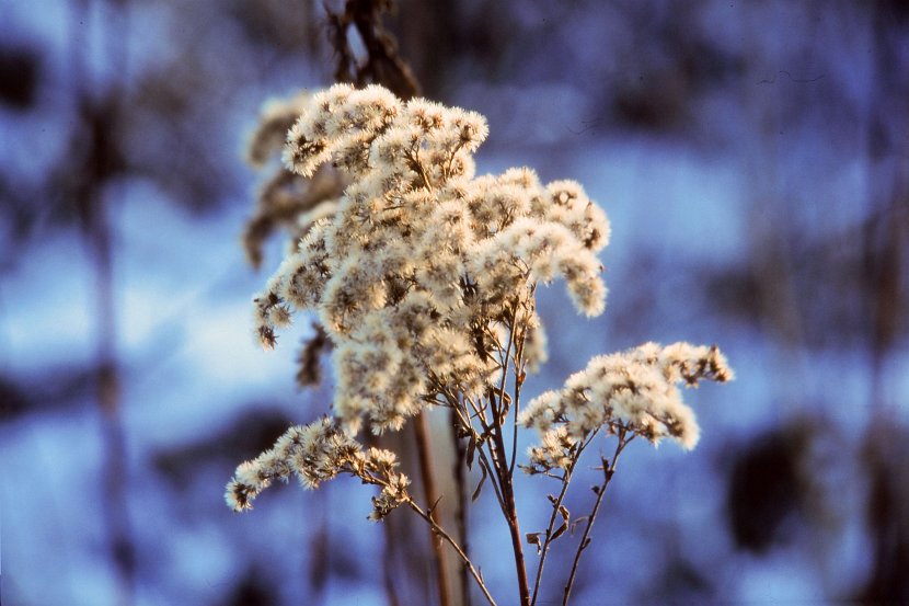 poland-winter-flower