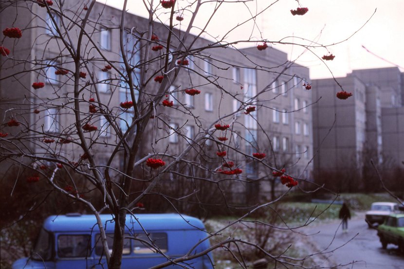 Poland-winter-red-berries