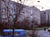 Poland-winter-red-berries.jpg