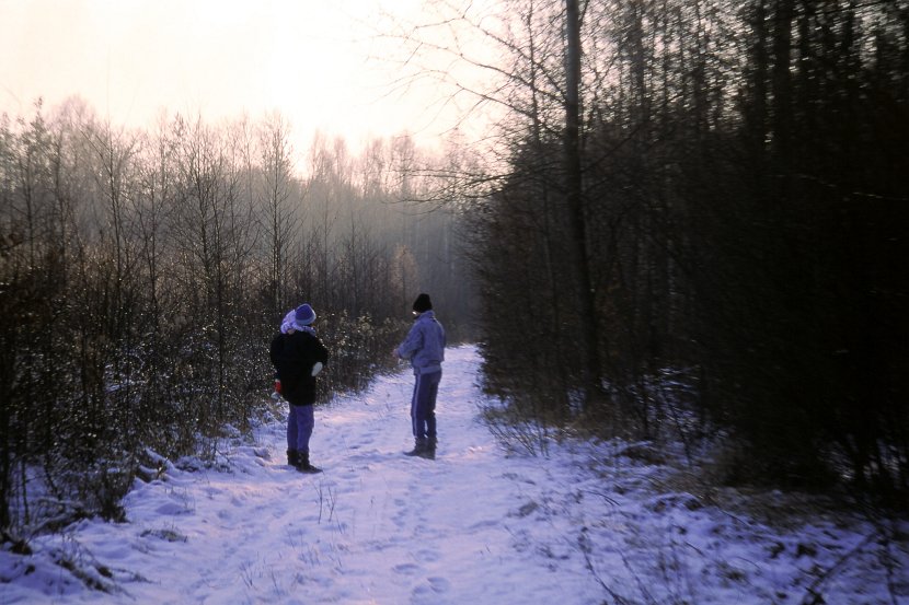 Forest-winter-scene